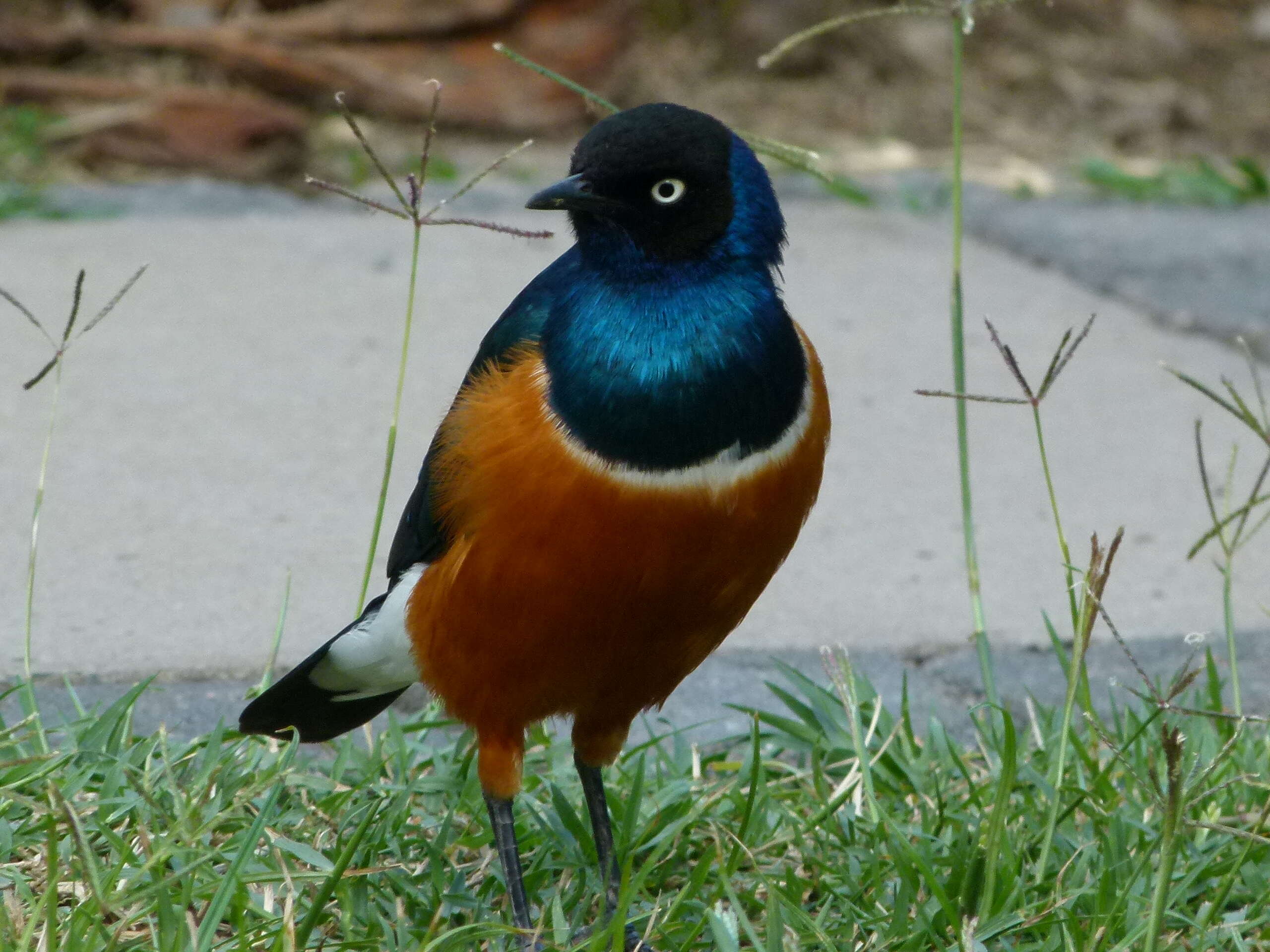 Image of Superb Starling