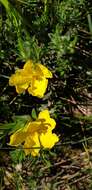 Image of Hibbertia crinita H. R. Toelken