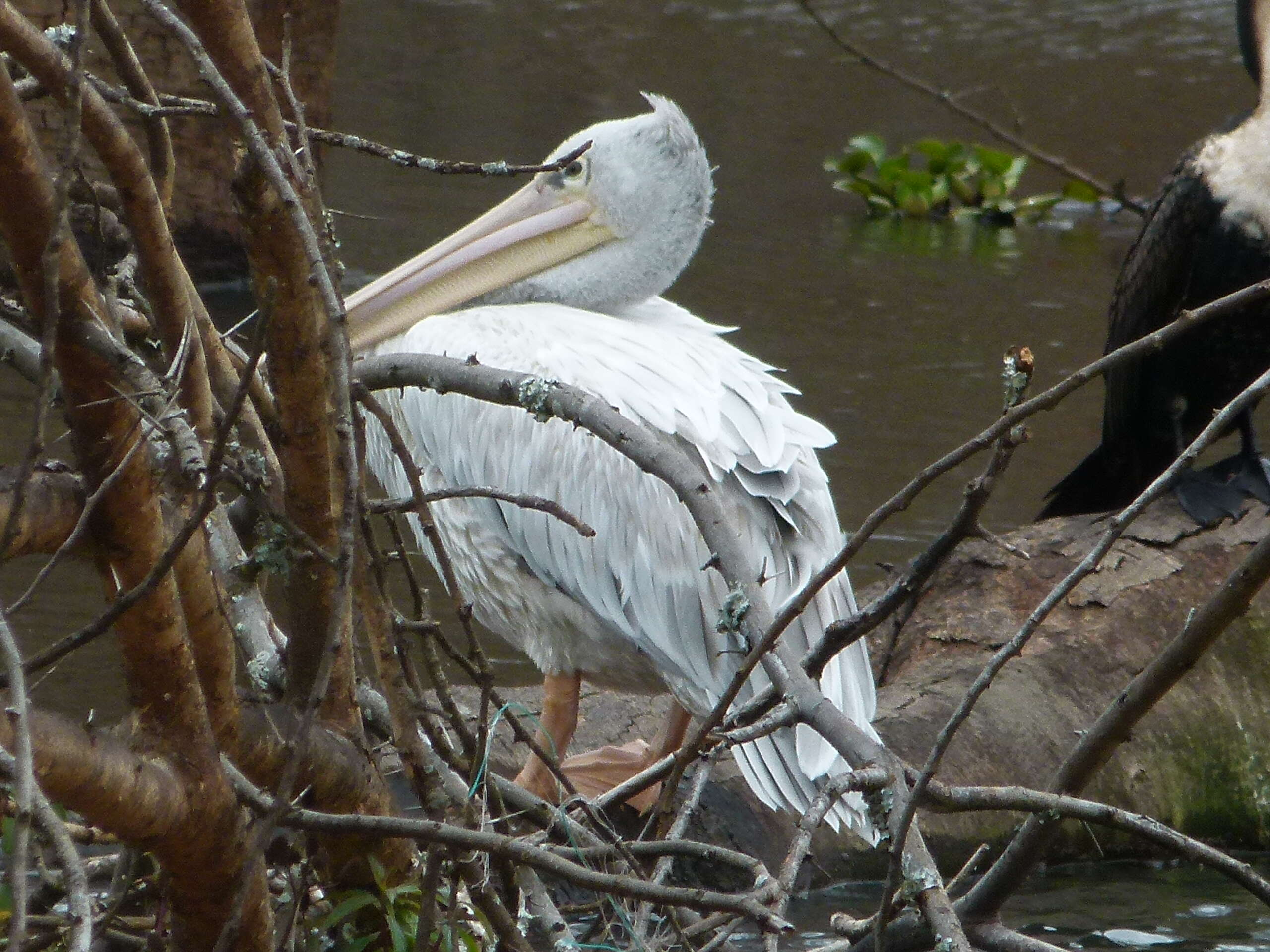 Image of Pink-backed Pelican