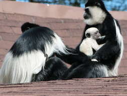 Image of Mantled Colobus