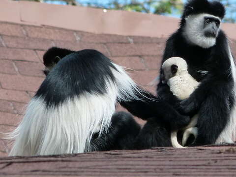 Image of Mantled Colobus