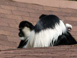 Image of Mantled Colobus