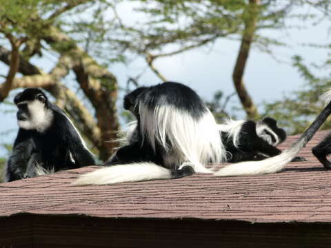 Image of Mantled Colobus