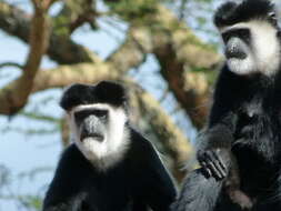 Image of Mantled Colobus