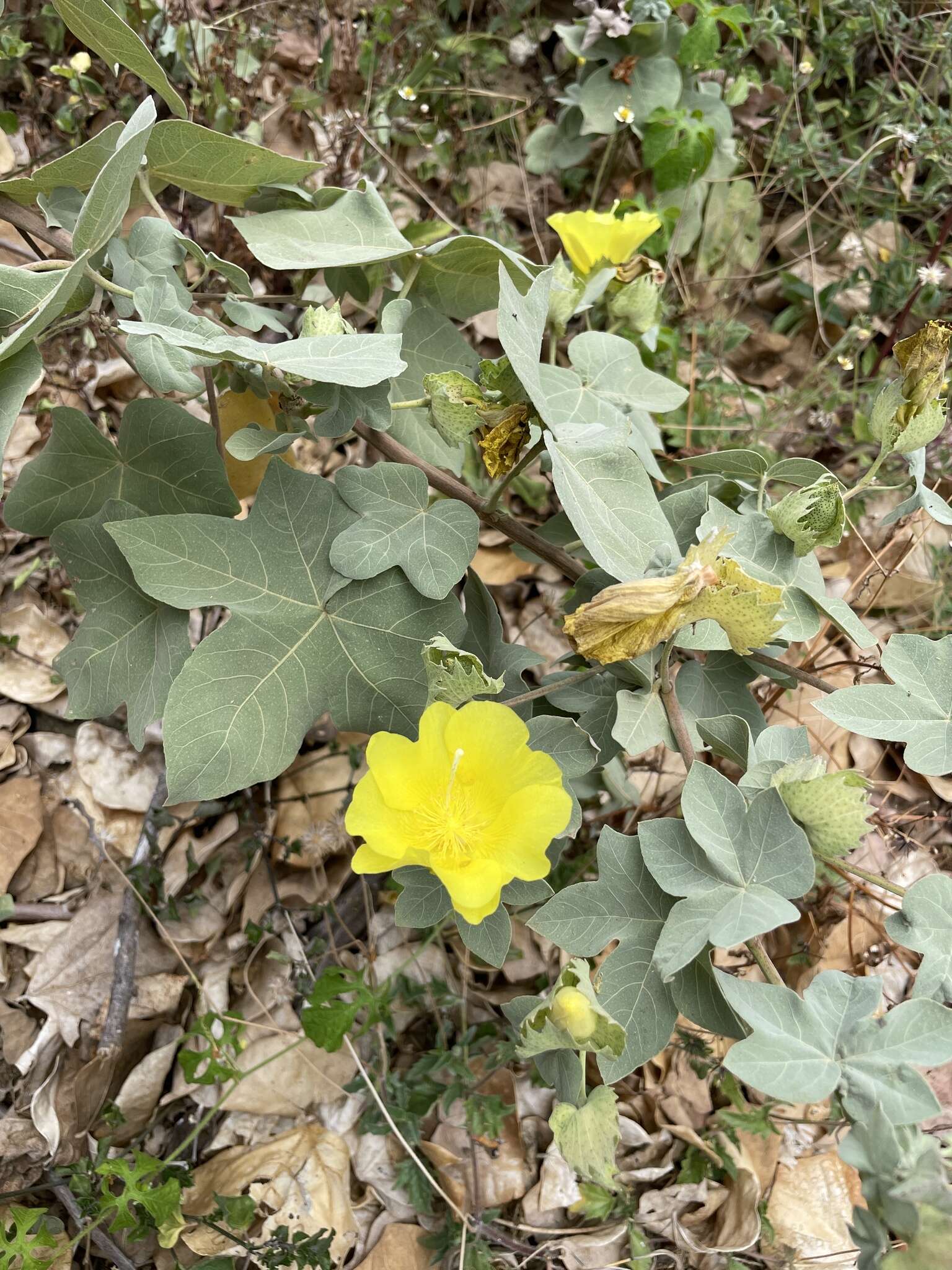 Image of Hawai'ian cotton