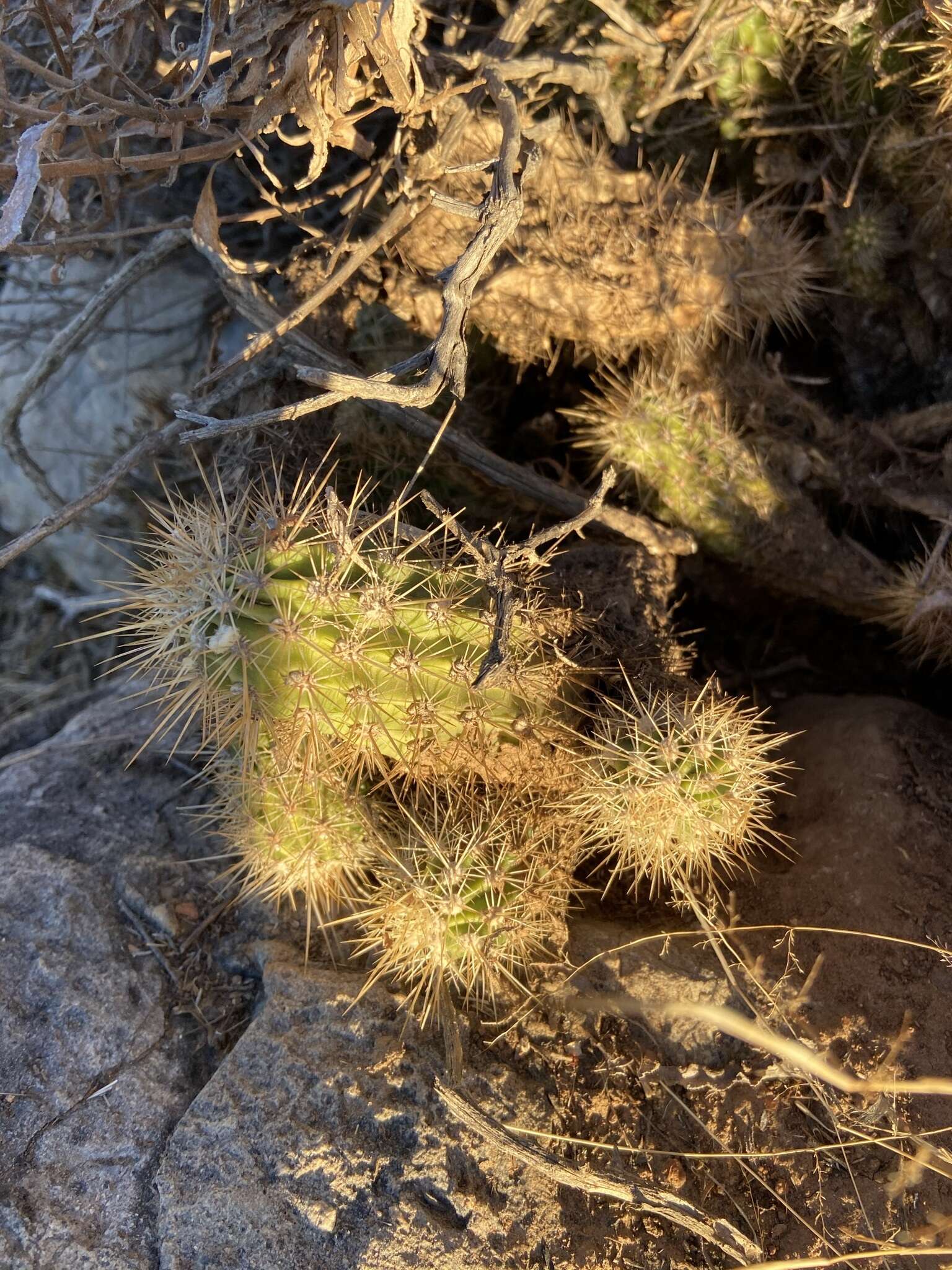 Image of Echinocereus pacificus (Engelm. ex Orcutt) Britton & Rose