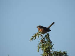 Image of Western Subalpine Warbler