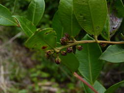 Lyonia lucida (Lam.) C. Koch resmi