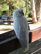 Image of Sulphur-crested Cockatoo