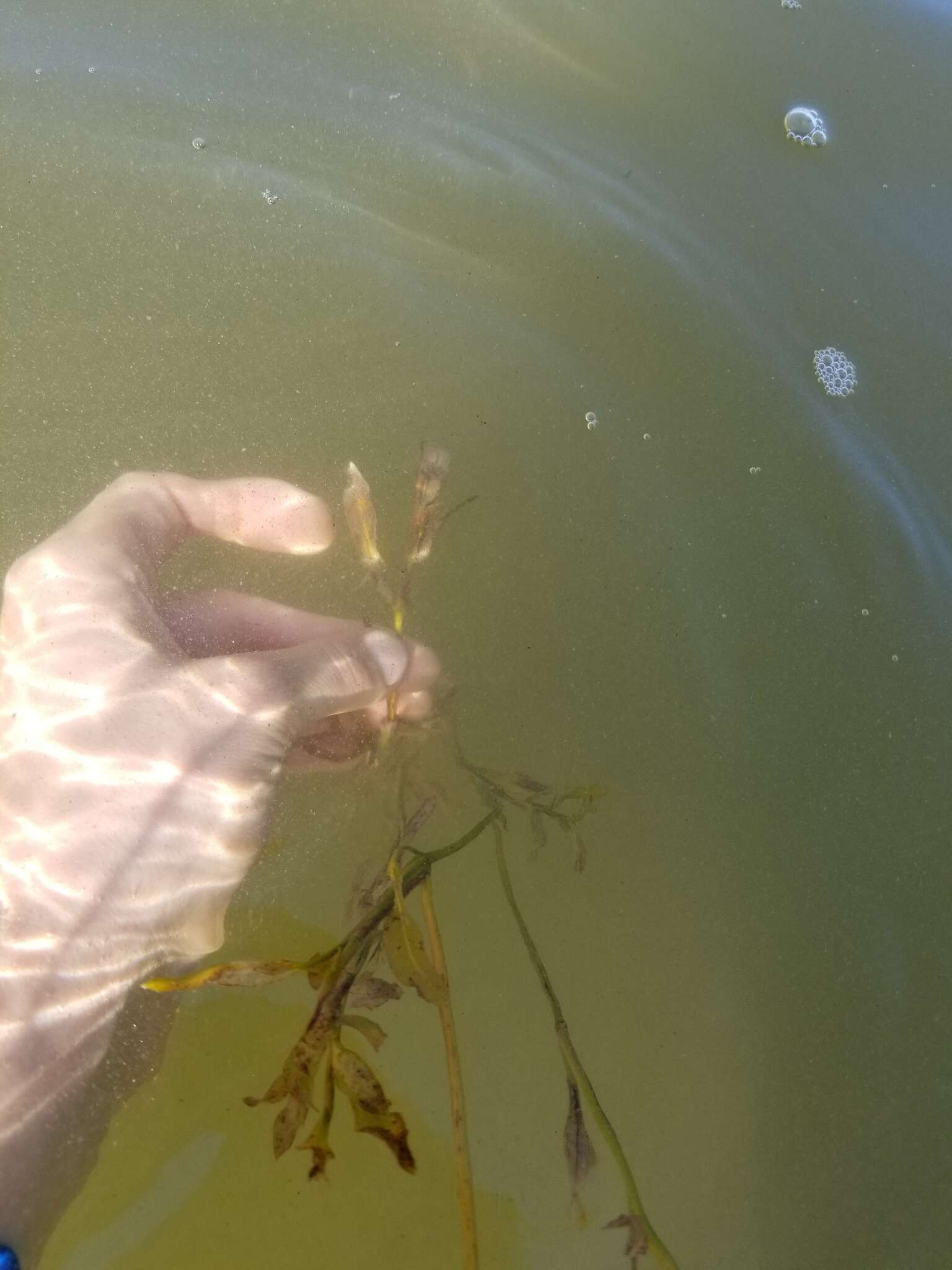 Image of Various-leaved Pondweed