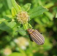 Imagem de Neolochmaea dilatipennis (Jacoby 1886)