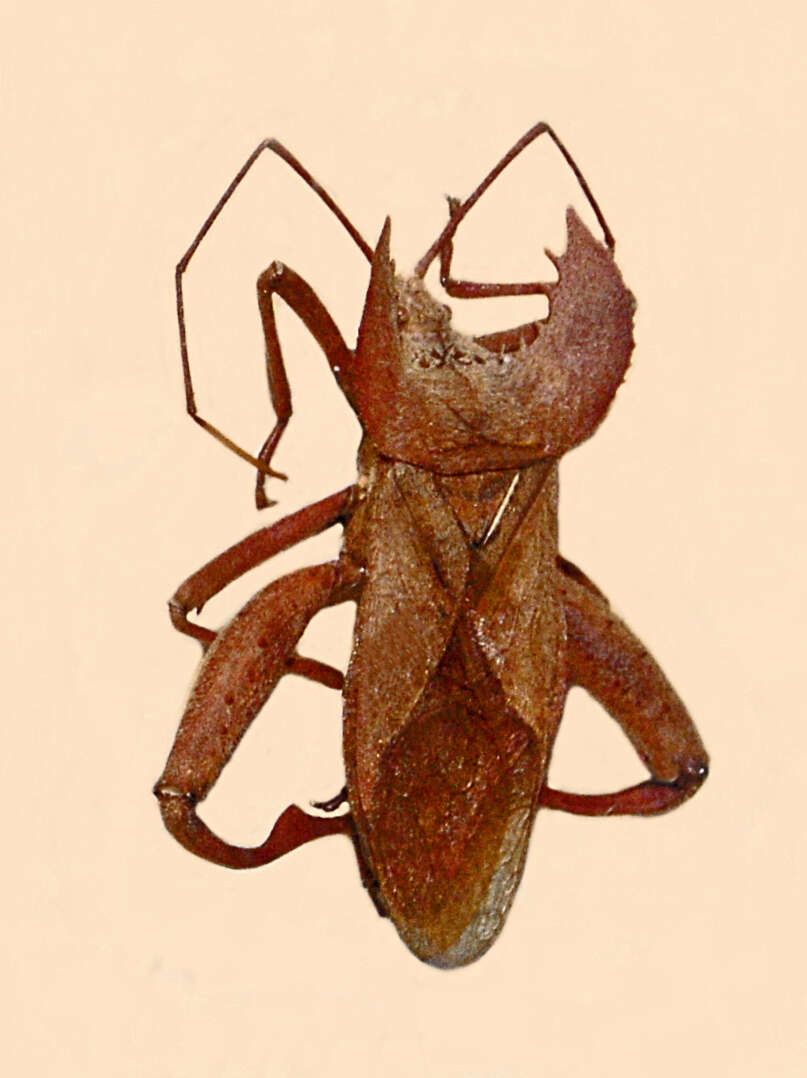 Image of Molipteryx hardwickii (White 1839)