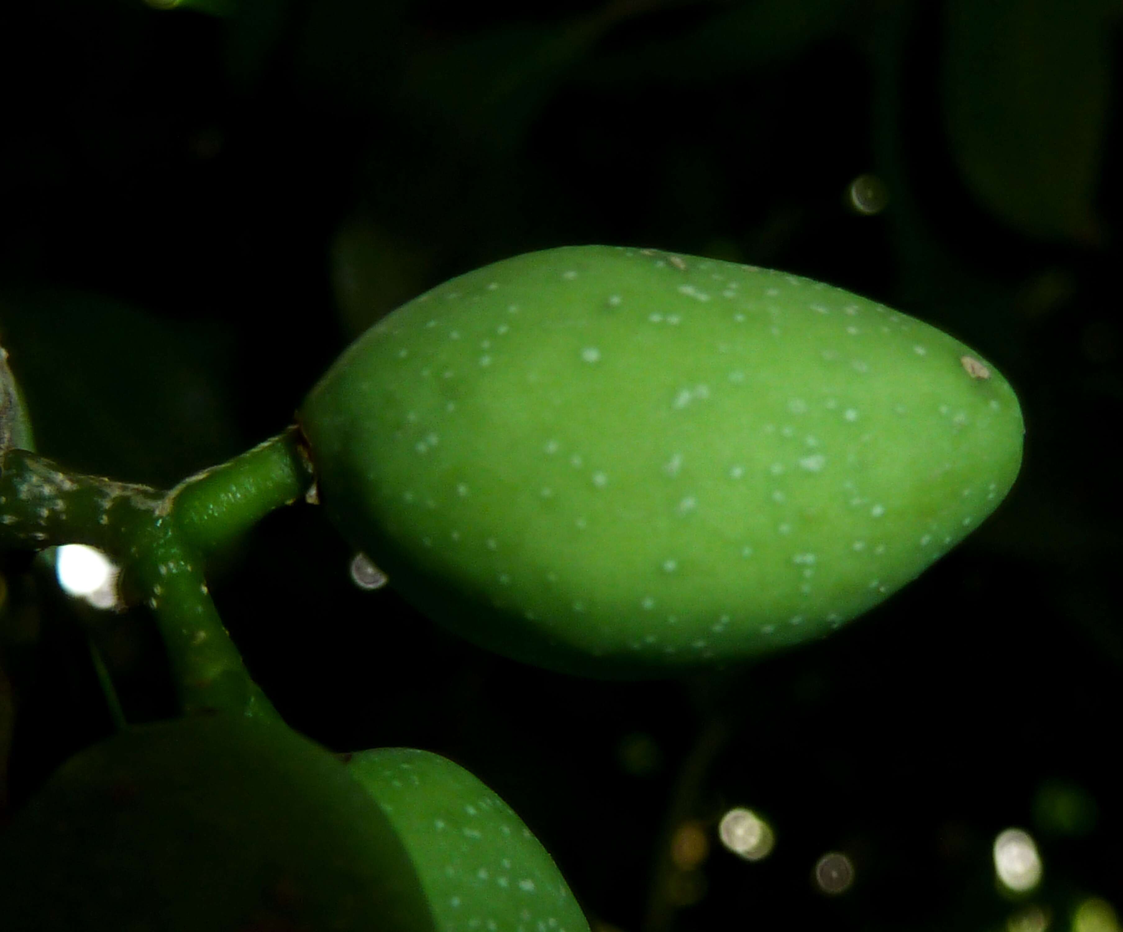 Image of Noronhia foveolata (E. Mey.) Hong-Wa & Besnard