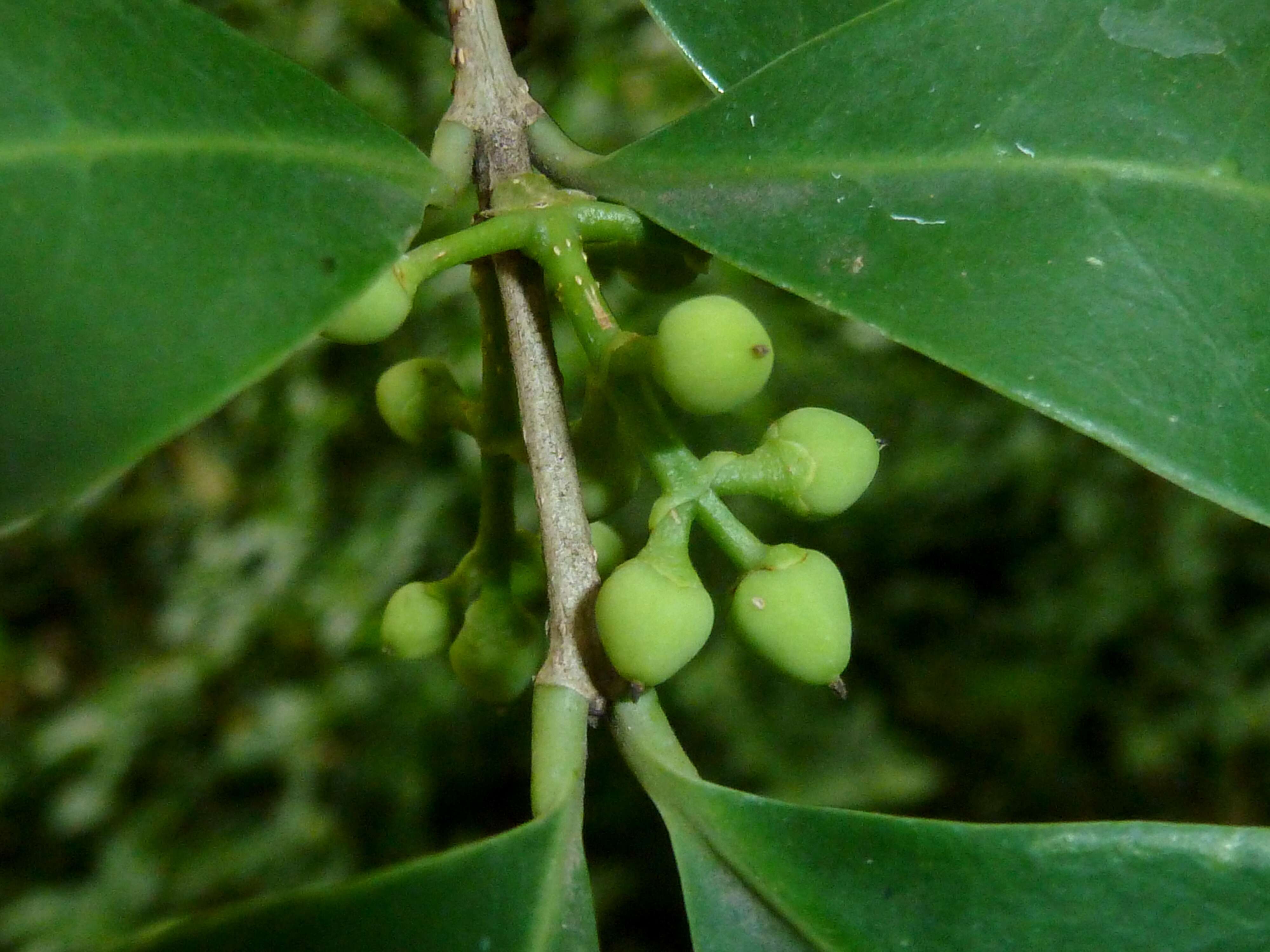 Image of Noronhia foveolata (E. Mey.) Hong-Wa & Besnard