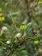 Image of Ceropegia candelabrum subsp. candelabrum
