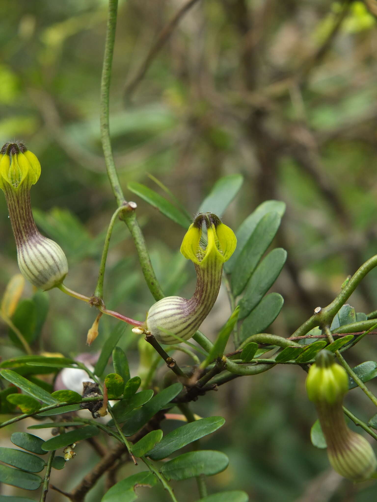 Image of Ceropegia candelabrum subsp. candelabrum