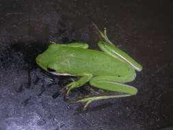 Image of American Green Treefrog