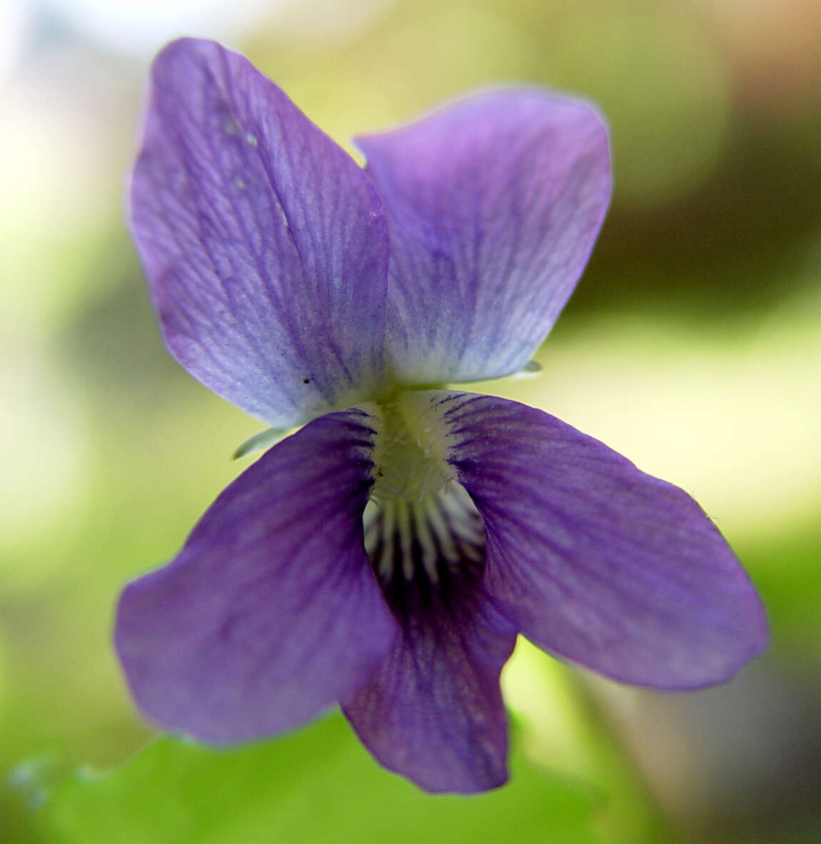 Image of Early Blue (Hook) Violet