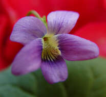 Image of Early Blue (Hook) Violet