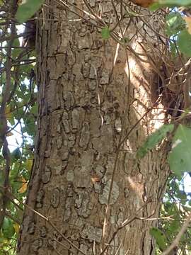 Image of Terminalia buceras (L.) Wright