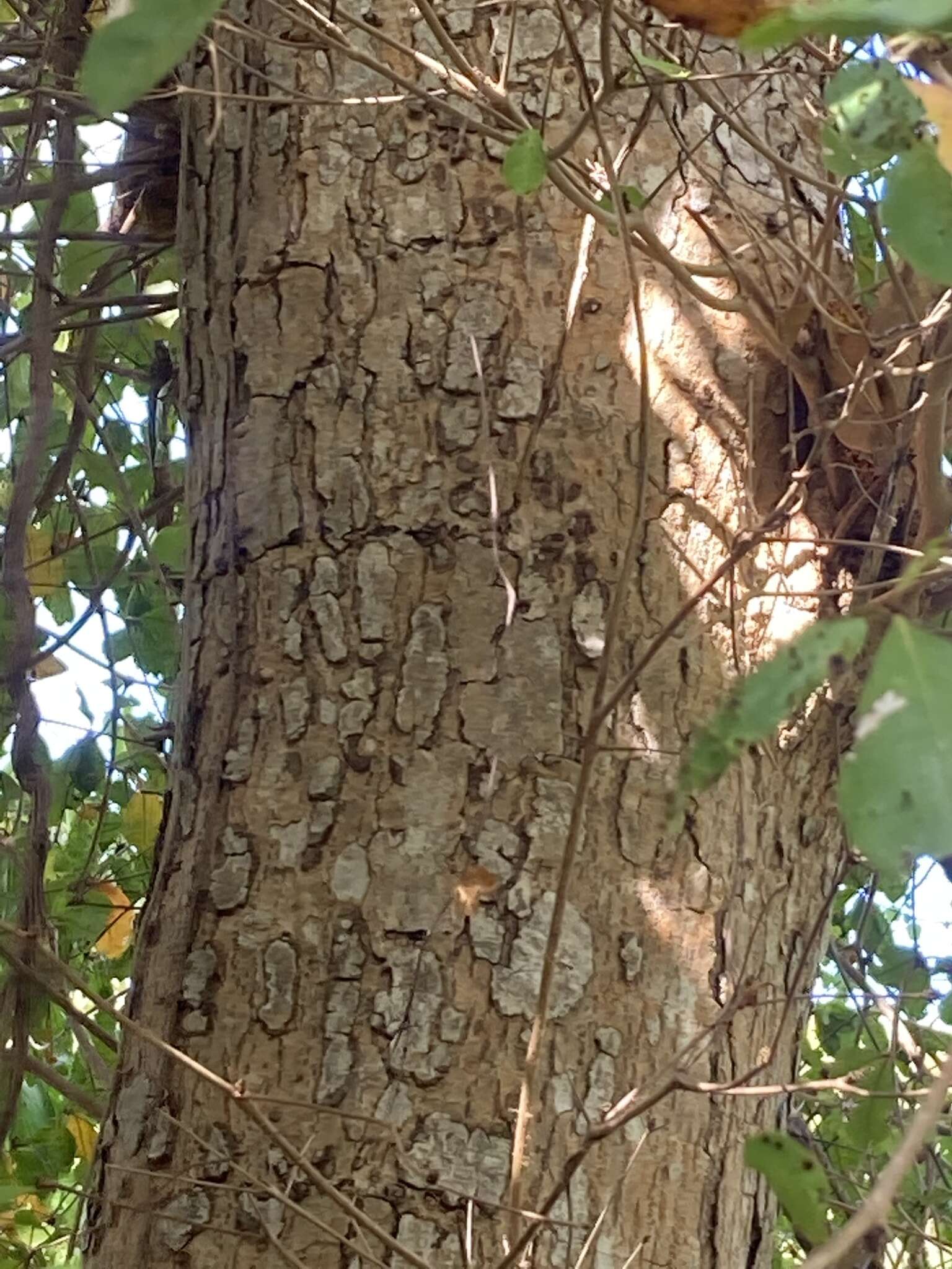 Image of Terminalia buceras (L.) Wright