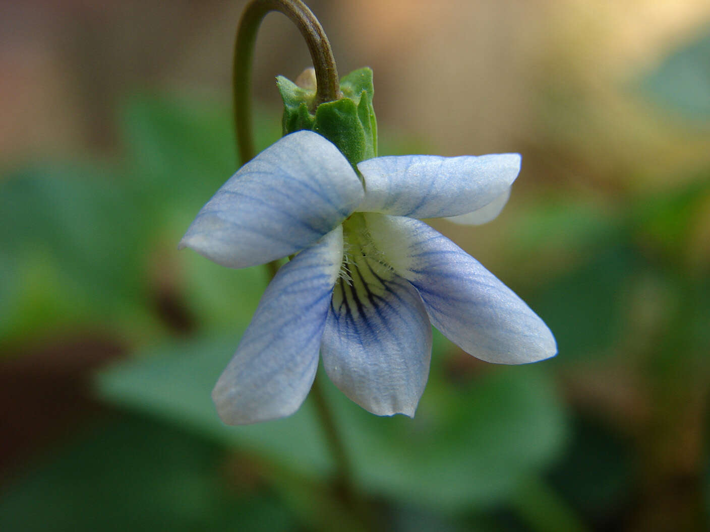 Image of Early Blue (Hook) Violet