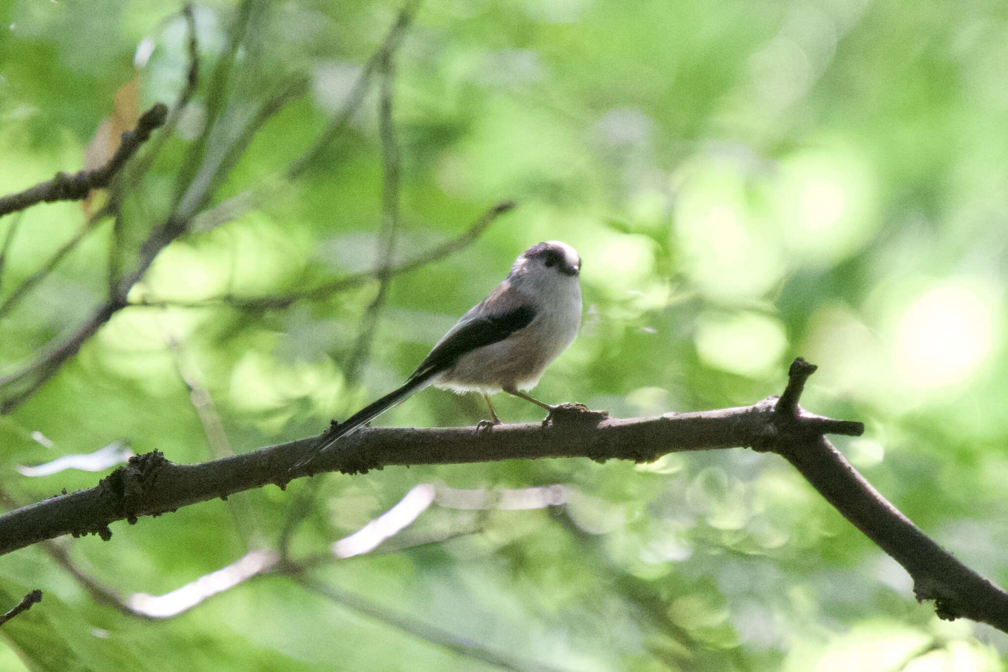 صورة Aegithalos caudatus trivirgatus (Temminck & Schlegel 1848)