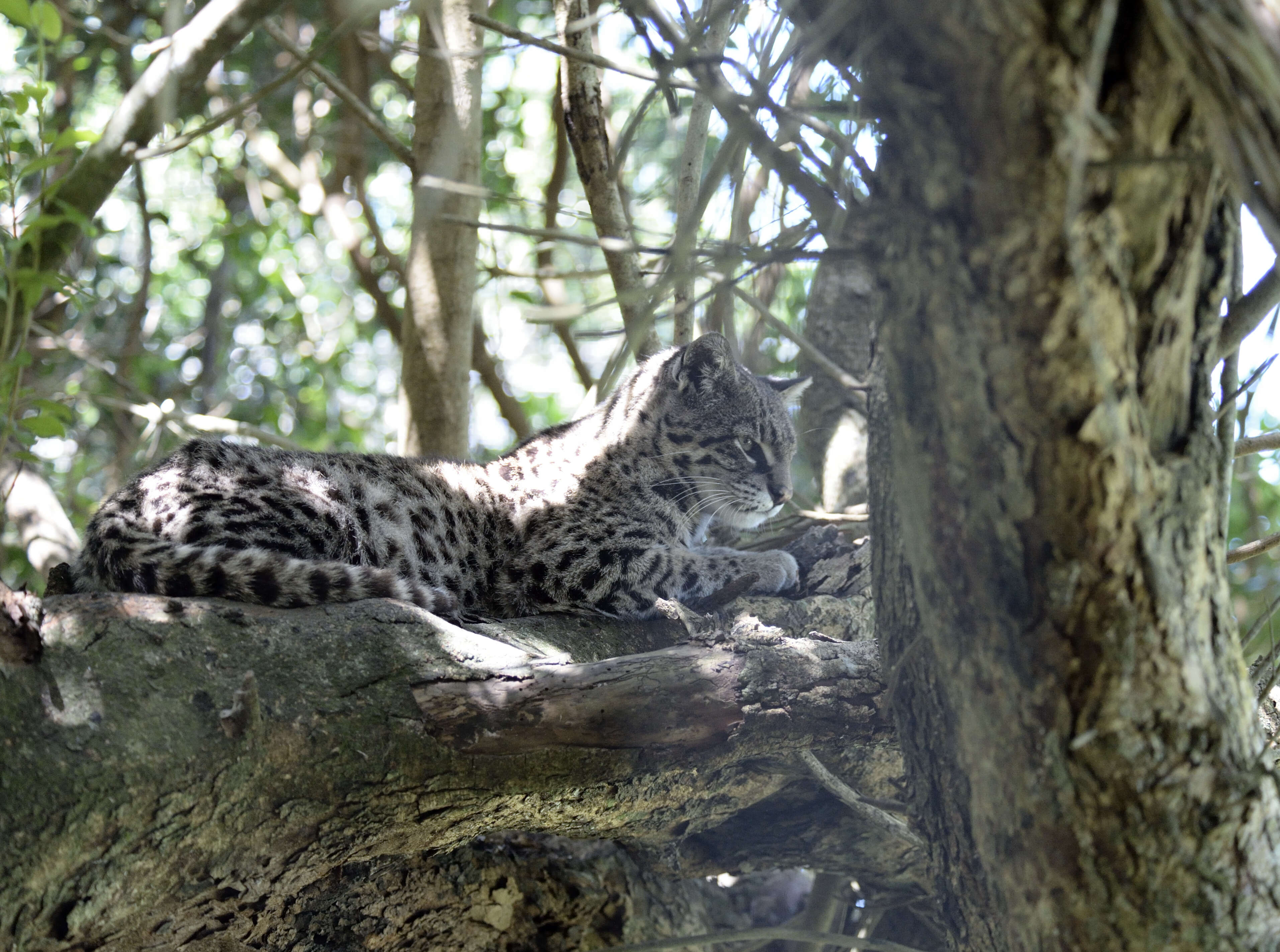 Imagem de Leopardus geoffroyi (d'Orbigny & Gervais 1844)