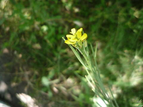 Image of hard wallflower