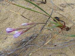 Plancia ëd Gladiolus gueinzii Kunze