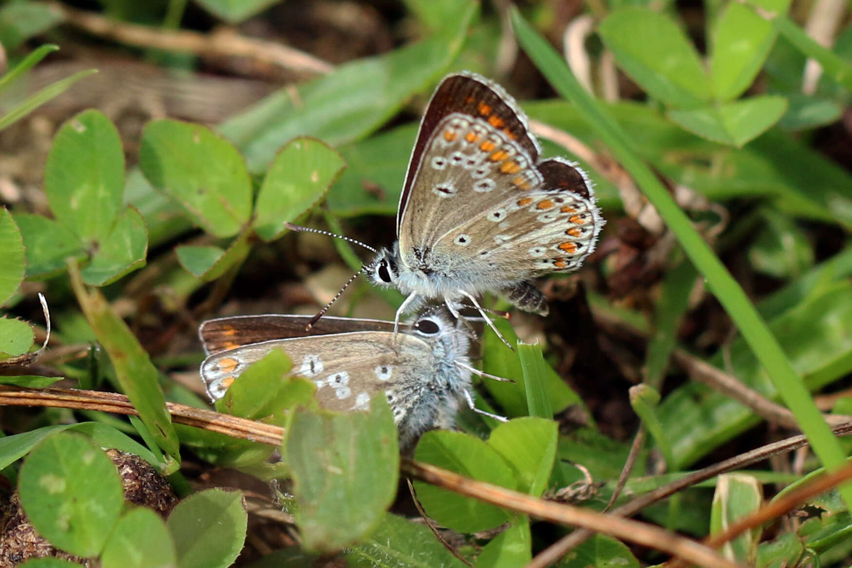 Image of brown argus