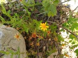 Image of Chrysactinia pinnata S. Wats.