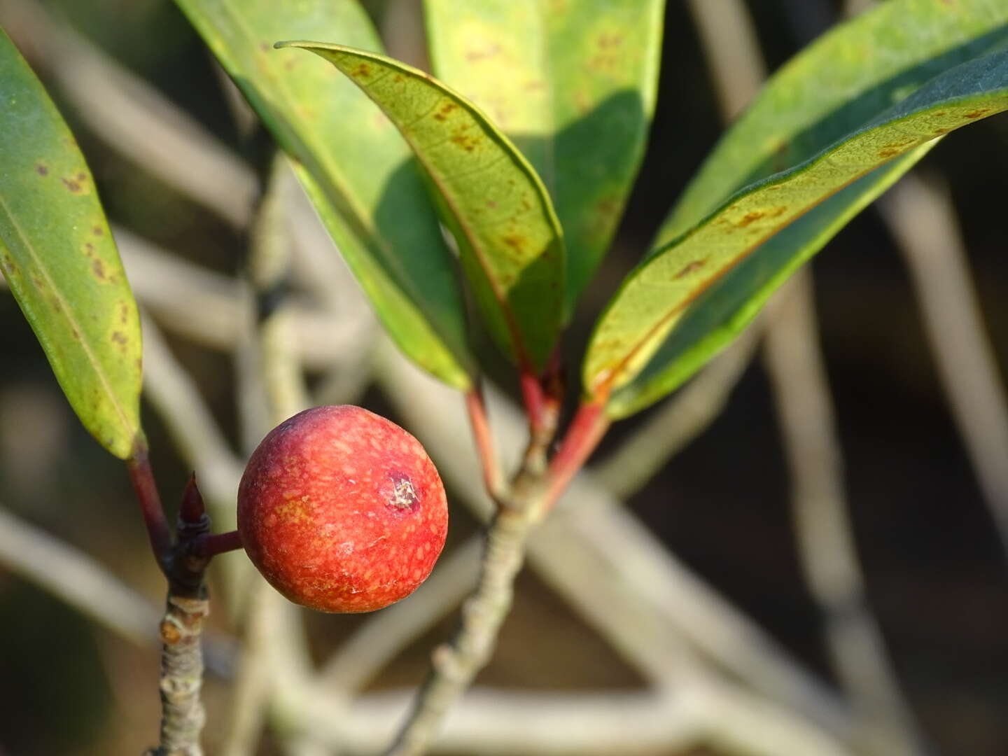 Image of Ficus variolosa Lindl. ex Benth.