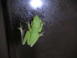 Image of American Green Treefrog