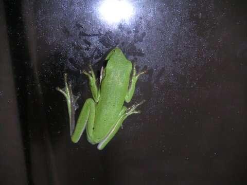 Image of American Green Treefrog