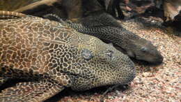 Image of Leopard pleco
