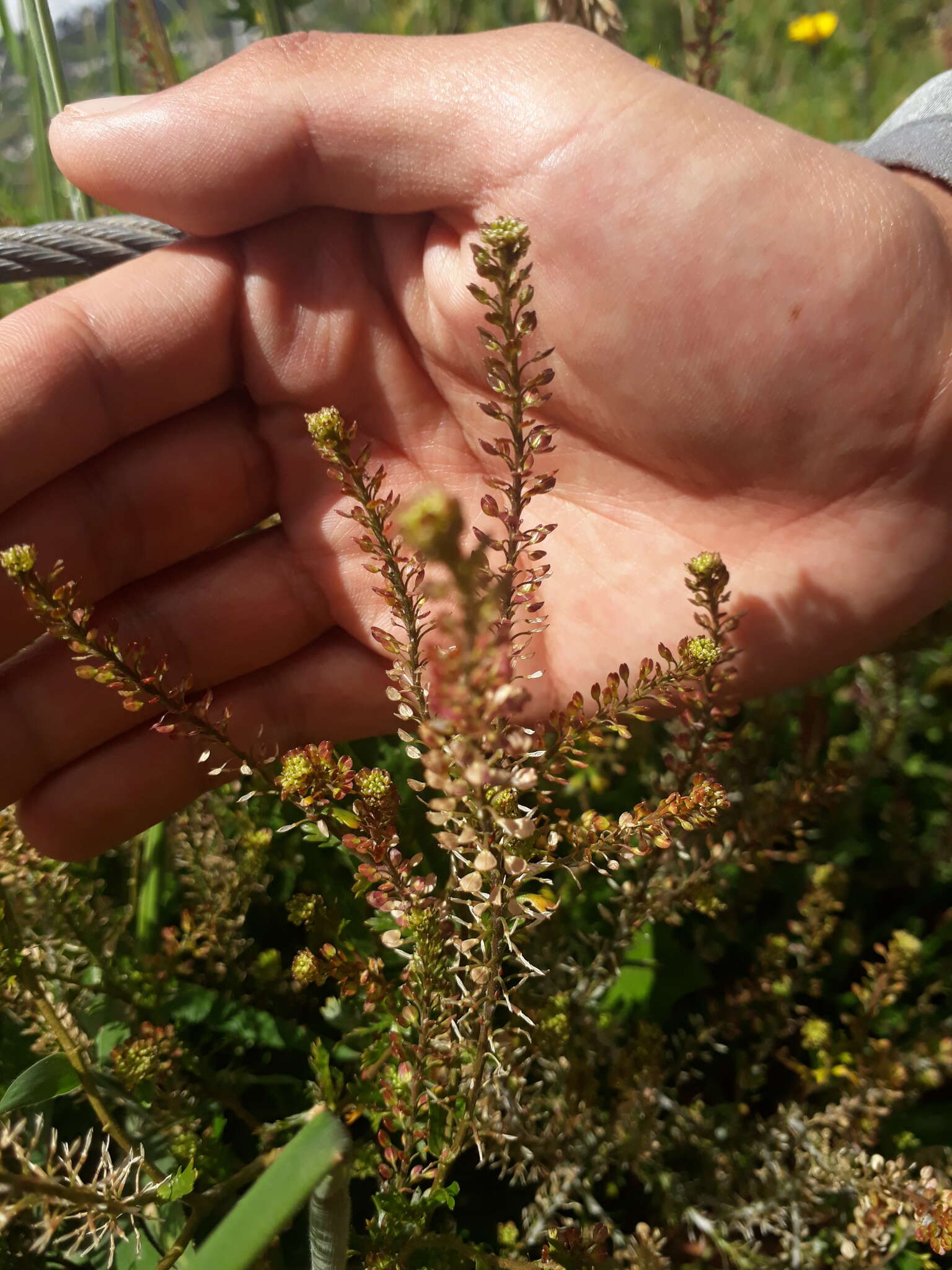 Image of Lepidium chichicara Desv.