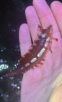 Image of Crevice Kelpfish