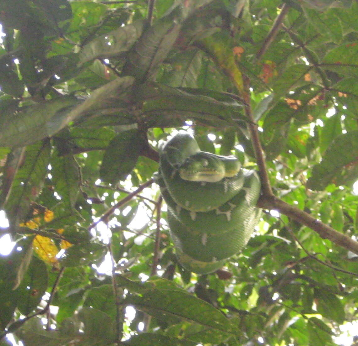 Image of Corallus batesii (Gray 1860)