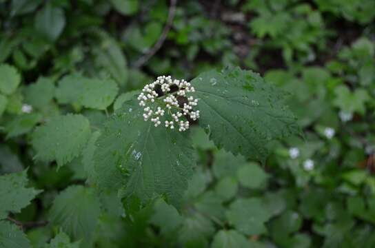 Imagem de Viburnum acerifolium L.