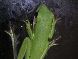 Image of American Green Treefrog