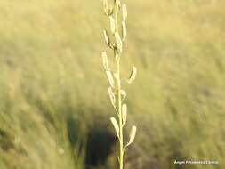 Image of Reseda stricta Pers.