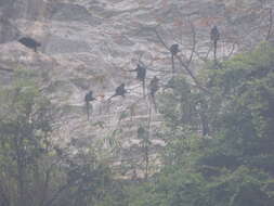 Image of Tonkin Langur,