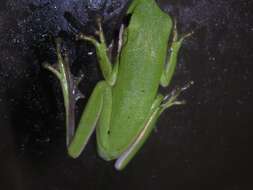 Image of American Green Treefrog