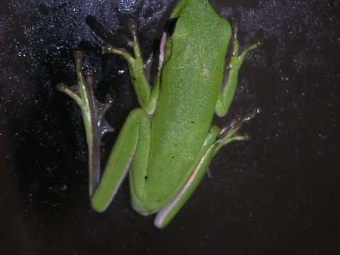 Image of American Green Treefrog