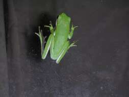 Image of American Green Treefrog