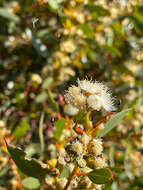 Image of <i>Eucalyptus <i>uncinata</i></i> subsp. uncinata