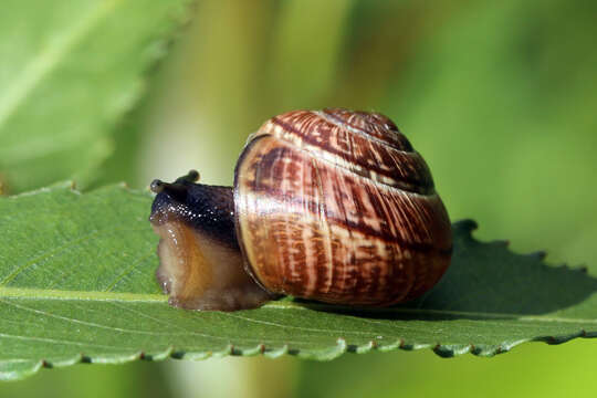 Image of Brown Lipped Snail