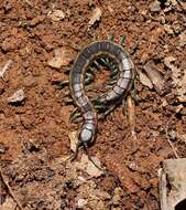 Image of Scolopendra laeta Haase 1887