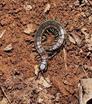 Imagem de Scolopendra laeta Haase 1887